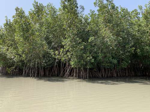 water, lake, river, landscape, nature, environment, mangrove, forest, trees, botanical