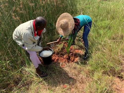 people, man, woman, plant, water, agriculture, crop, flora, gestural, posture