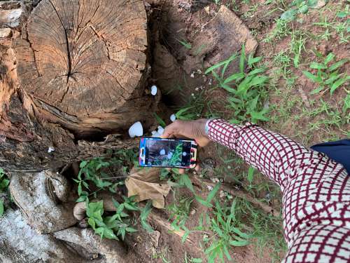 people, visitor, tourist, smartphone, sacred forest, botanical, flora, tree