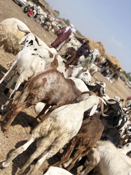mammal, livestock, animals, sheep, goat, farm, cattle, farming, rural, countryside