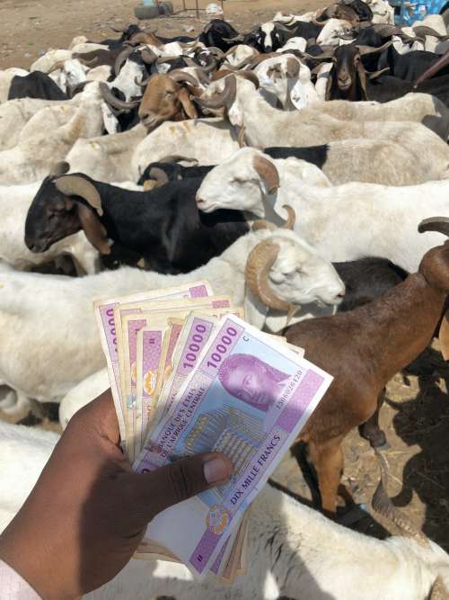 mammal, sheep, goat, animal, farm, money, cash, banknotes