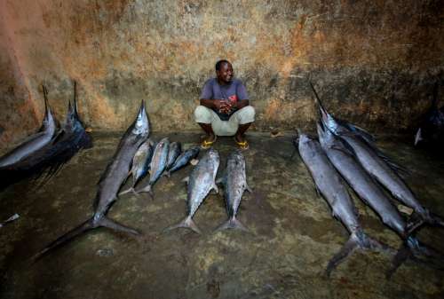 people, man, big fish, animal, seafood, market, fishermen, work, trade