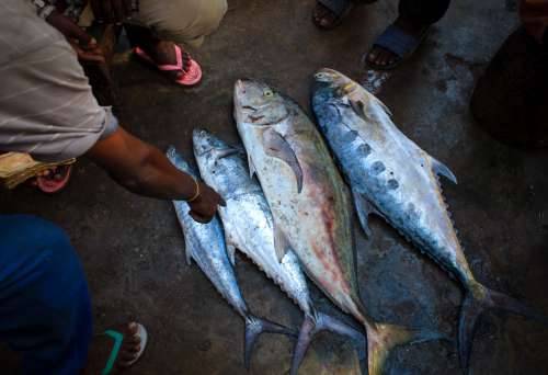 big fish, animal, seafood, market, fishermen, trade, customers