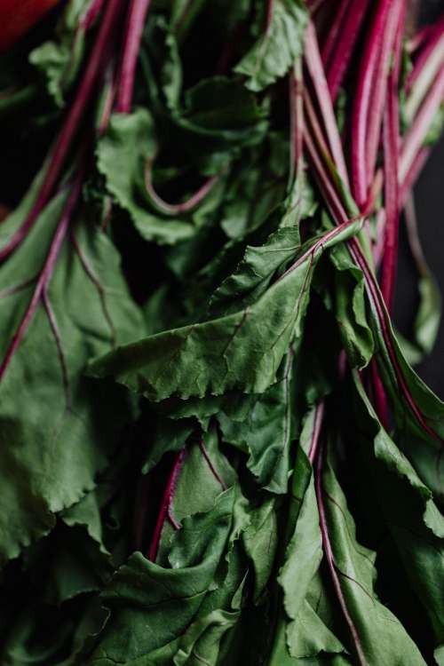 Beet leaves