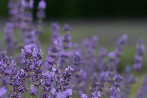 Flower Field Lavender Free Photo