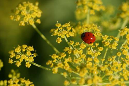 Ladybug Close up Free Photo