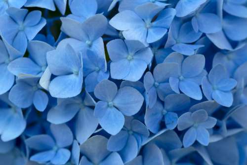 Blue Flowers Background Free Photo