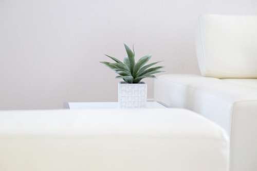 House Plant Interior Free Photo