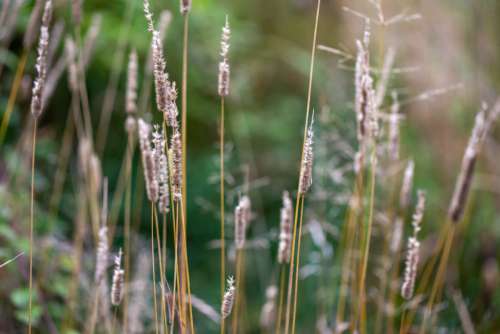 Tall Grass Field Free Photo