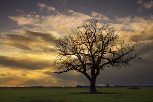 Tree Sunset Free Photo