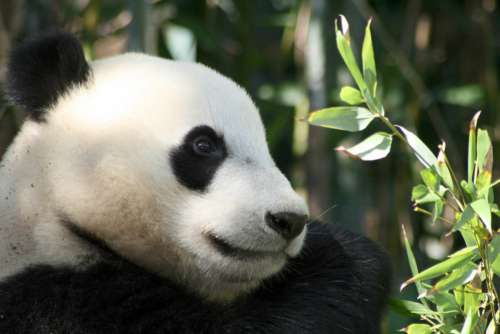 Panda Bear Animal Free Photo