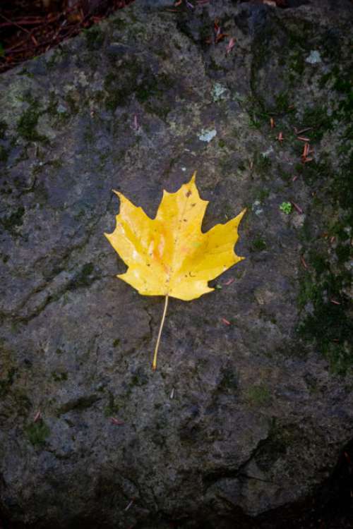 Lone Autumn Leaf Free Photo