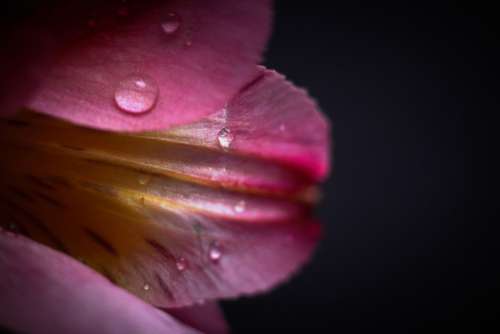 flower drops wet macro spring