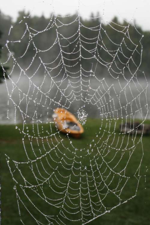 spider web nature dew cobweb