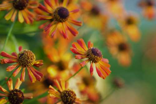 orange petals flora floral plants