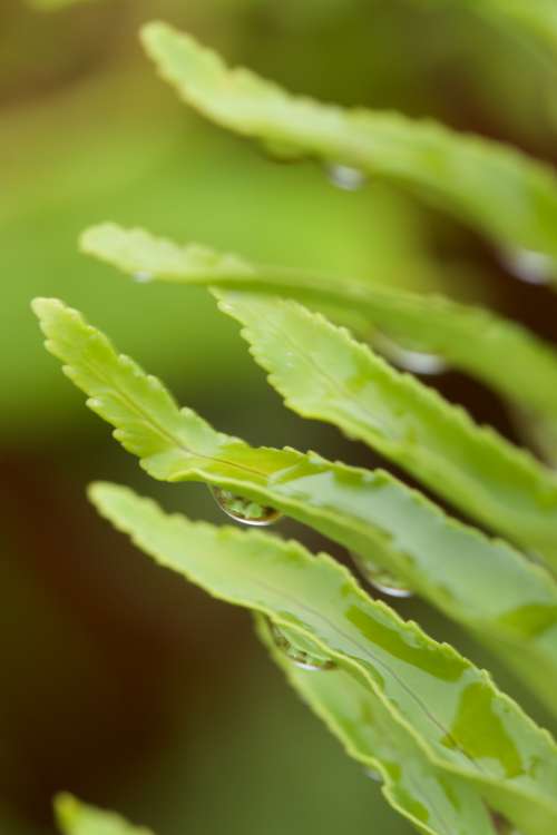 wet leaves plant background green