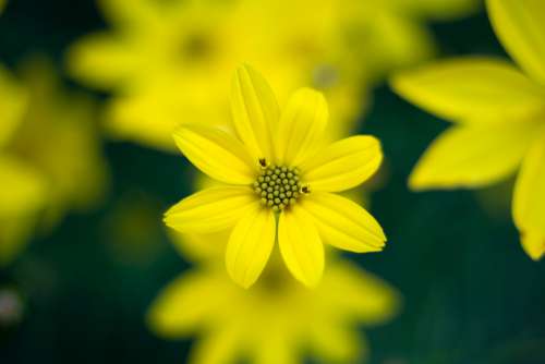 yellow flower nature garden spring