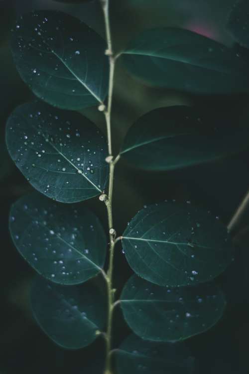 Water Droplets On Deep Green Leaves Photo