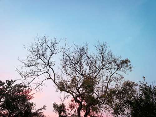 Pink And Blue Sky Through A Tree Photo