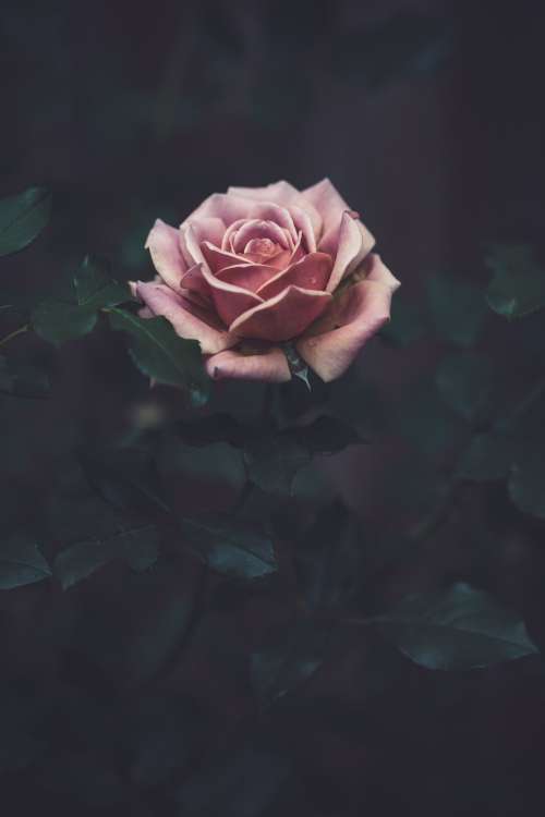 Pink Rose Surrounded By Dark Green Photo