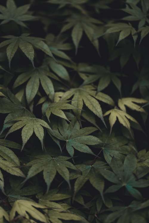 Mixed Shades Of Green Leaves Photo