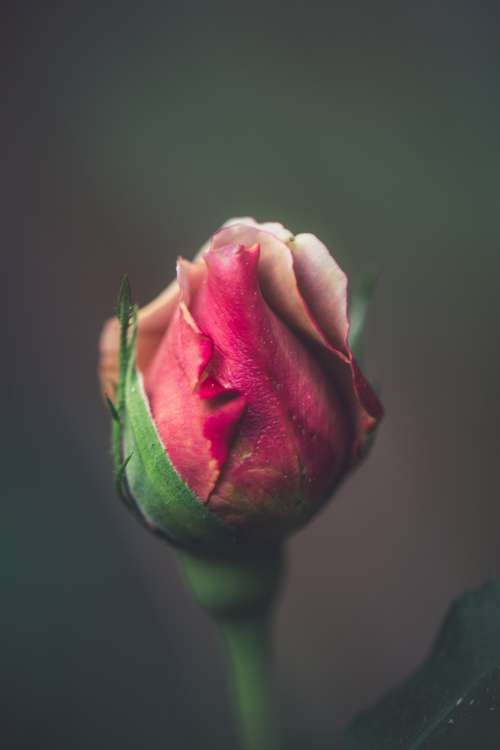 Rich Colored Closed Rose Bud Photo