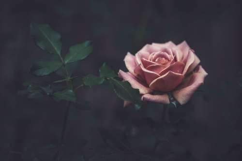 Dusty Pink Colored Rose Photo