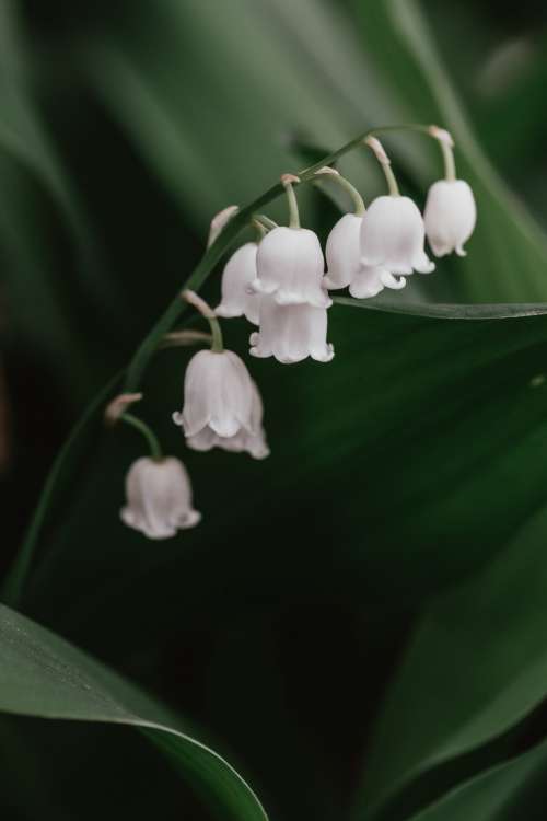 White Lily Of The Valley Flower Photo
