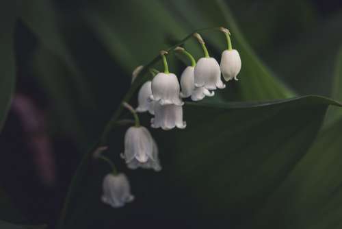 White Lily Of The Valley Flower In Shadows Photo