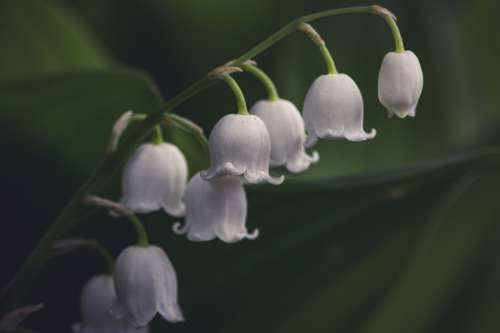 Close Up White Lily Of The Valley Flower Photo