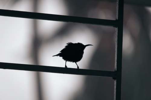 Monochromatic Photo Of Bird Photo