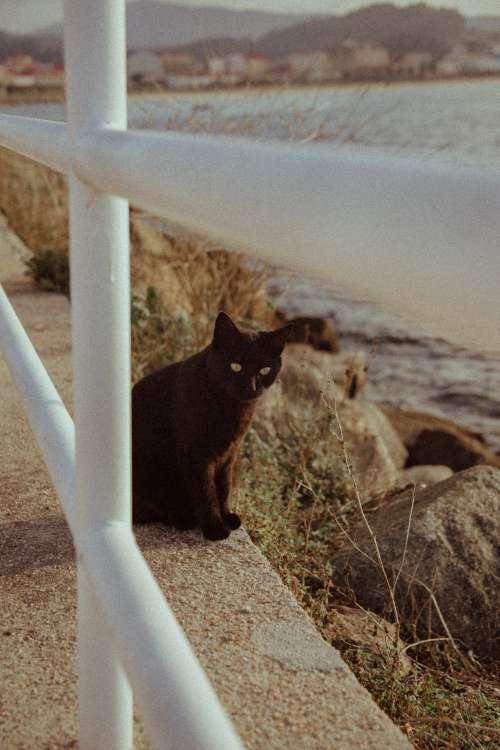 Black Cat Sits By The Rocks Photo