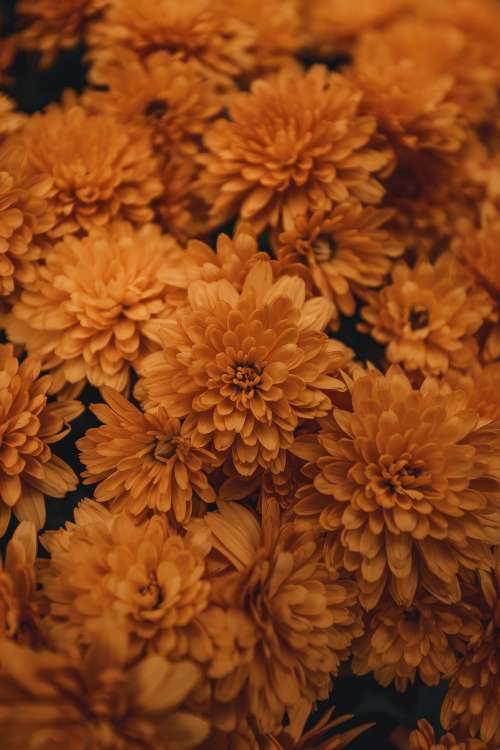 Newly Blossomed Orange Flowers Photo