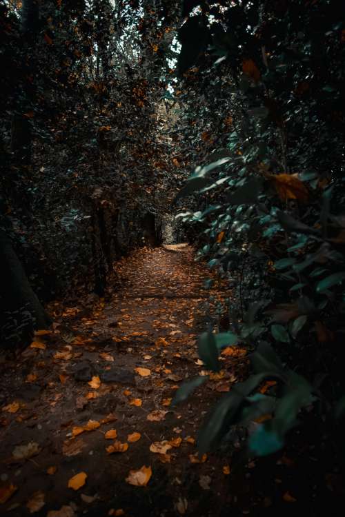 Leafy Path In The Woods Photo