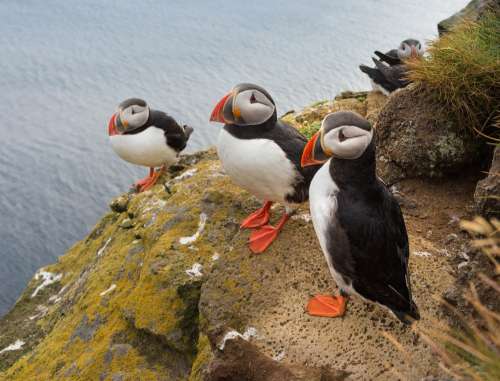 Puffins Settle On A Cliffside Photo