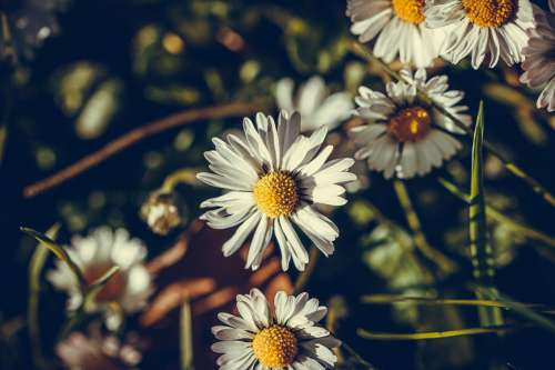 A Close Up Of Wild Daisies Photo