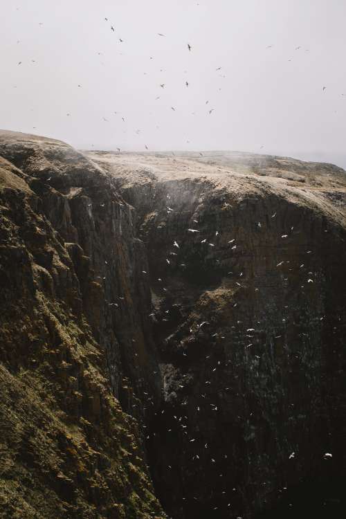 Flock Of Birds Erupting Over Cliffside Photo