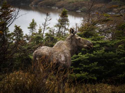 Moose Spots Photographer Photo