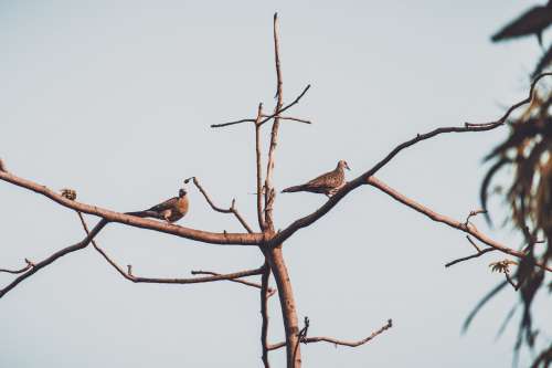 Two Birds Perched On A Branch Photo