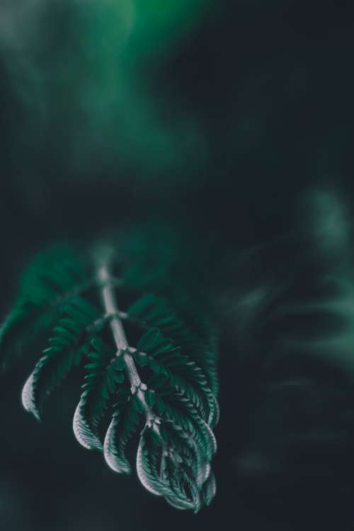 Close Up Of Fern Leaf Under Shadows Photo