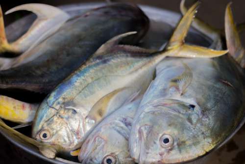 fresh fish, animal, food, ingredients, seafood, cooking