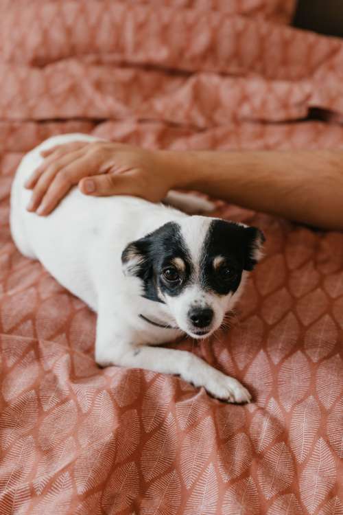 Little dog on the bedding