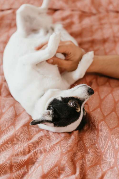 Little dog on the bedding