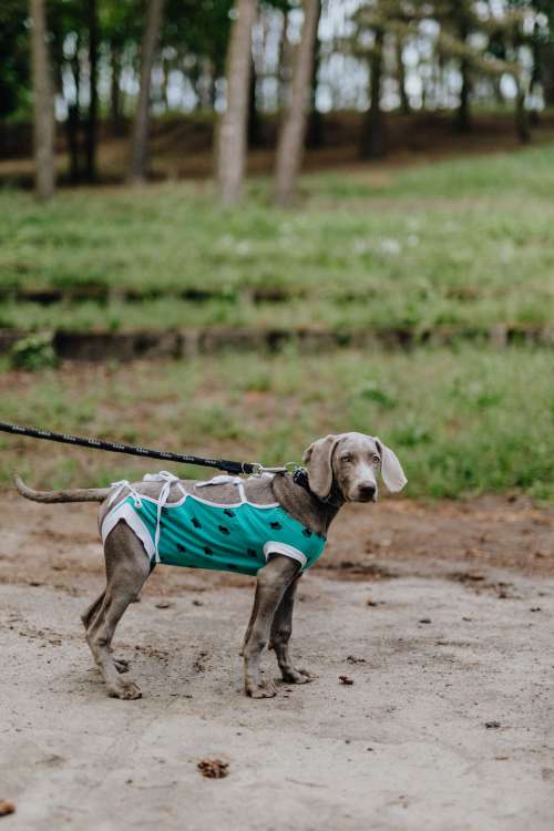 Dog dressed in post-surgery clothes - Recovery Suit