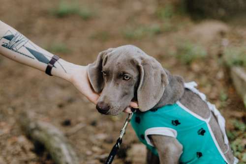Dog dressed in post-surgery clothes - Recovery Suit