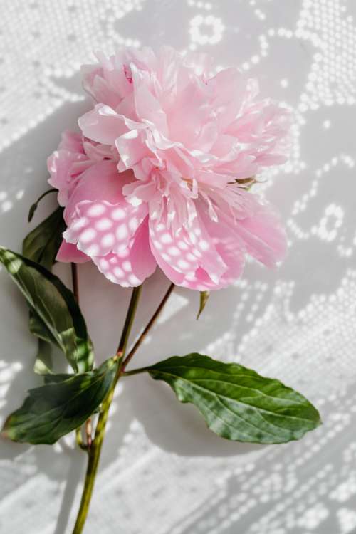 Peonies on white marble background