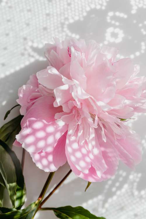 Peonies on white marble background