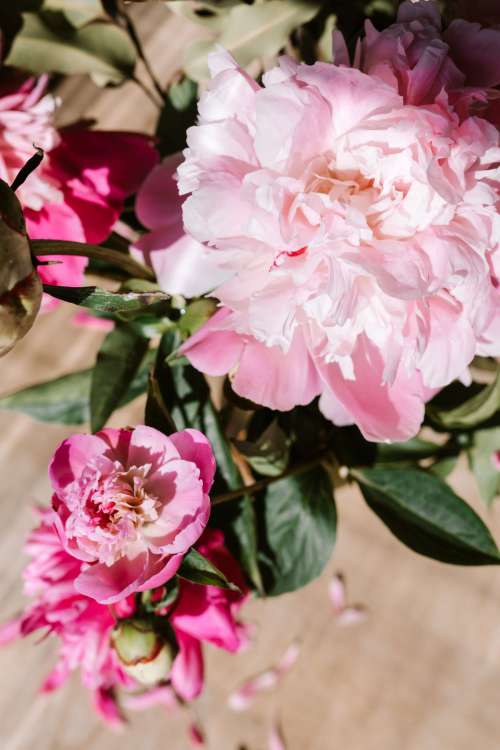 Peonies on white marble background