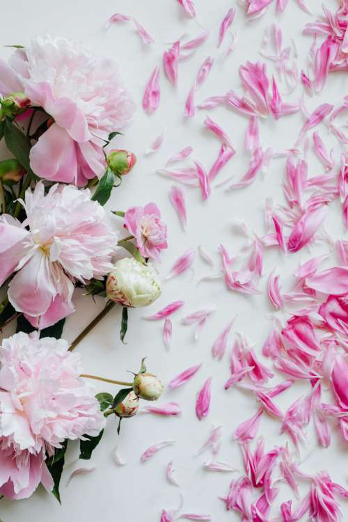 Peonies on white marble background