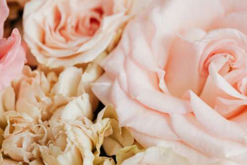 Cute pink roses